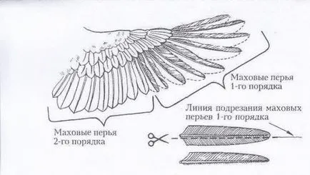 Как да изрязвате крилата