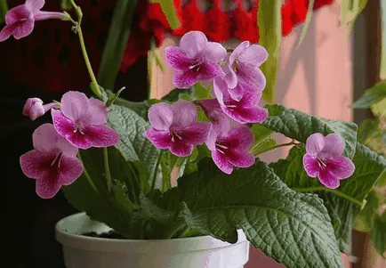 Как да се размножават Violet