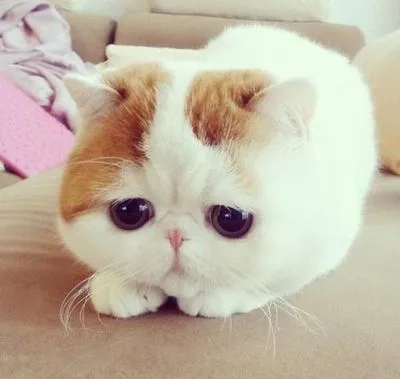 nyashnye котка