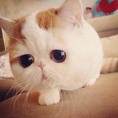 nyashnye котка