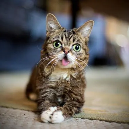nyashnye котка