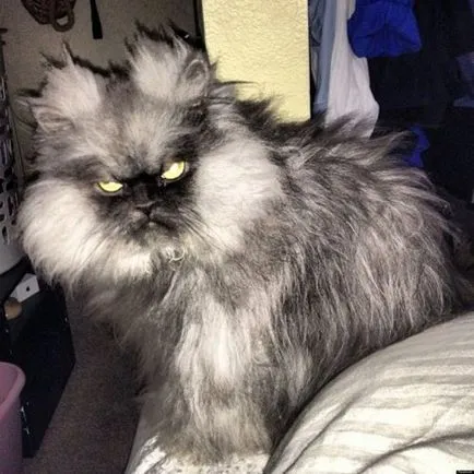 nyashnye котка