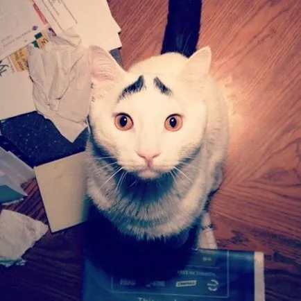 nyashnye котка