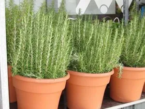 Отглеждане розмарин Къща