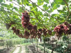 пергола устройства