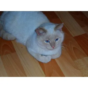 младият котка