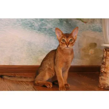 младият котка