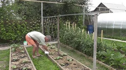 Какво е пергола за краставици