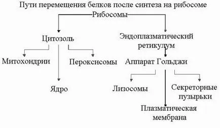 Това се синтезира върху рибозомите