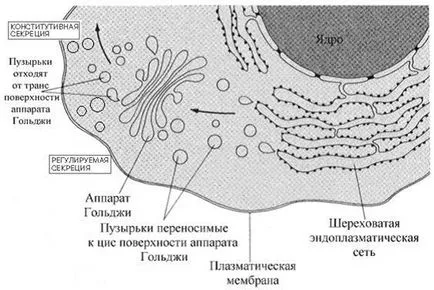 Това се синтезира върху рибозомите