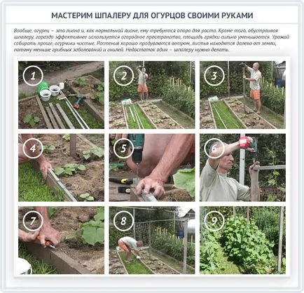 Какво е пергола за краставици