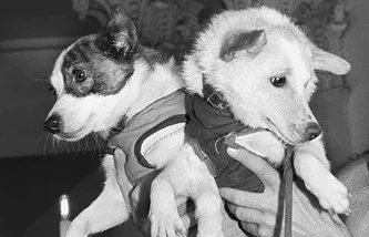 Laika пространството куче Laika пространството куче