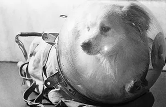 Laika пространството куче Laika пространството куче