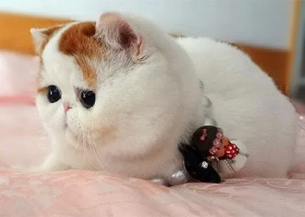 nyashnye котка
