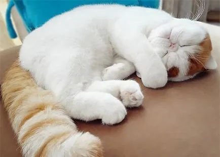 nyashnye котка