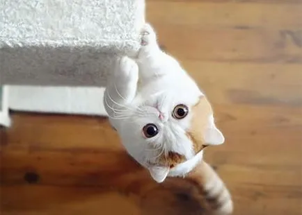 nyashnye котка
