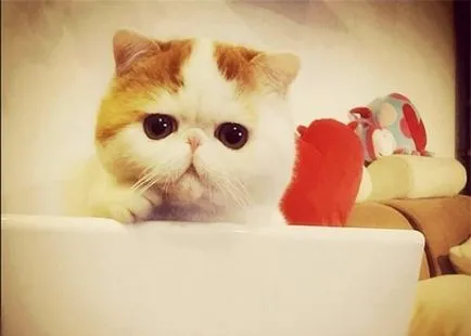 nyashnye котка