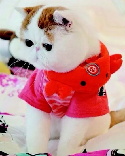 nyashnye котка