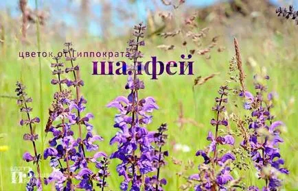 Как да използвате градински чай