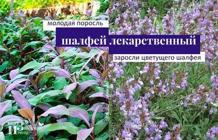 Как да използвате градински чай