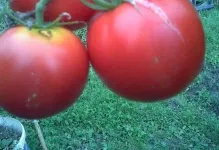 развалени домати