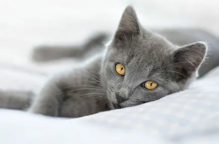 Кастрационни котки грижи след операция