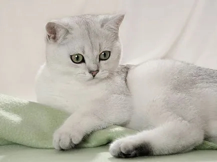Кастрационни котки грижи след операция