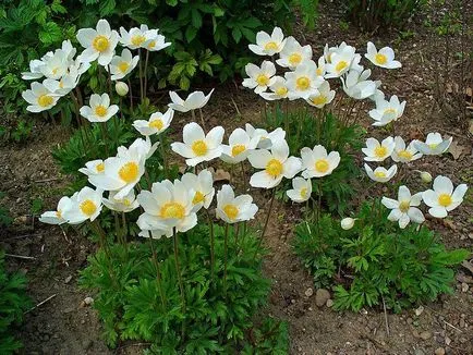 Какво да завод Anemone Какво да завод Anemone