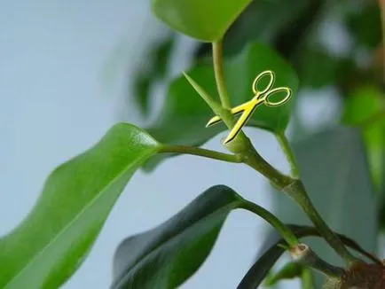 Ficus реколтата си Ficus реколтата си