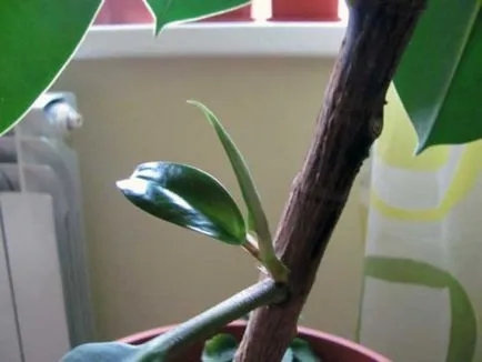 Ficus реколтата си Ficus реколтата си