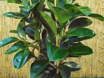 Ficus реколтата си Ficus реколтата си