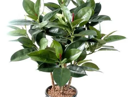 Ficus реколтата си Ficus реколтата си