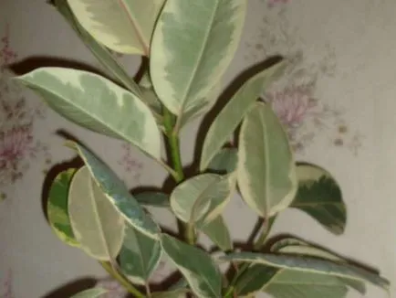 Ficus реколтата си Ficus реколтата си