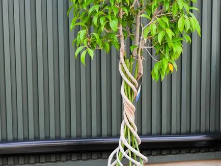 Ficus реколтата си Ficus реколтата си