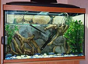 Какво е aquaterrarium krasnouhih за водни костенурки, как да се организира аквариум (костенурка) Какво е aquaterrarium krasnouhih за водни костенурки, как да се изгради един аквариум с