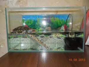 Какво е aquaterrarium за krasnouhih водни костенурки, как да се организира в аквариума (риба резервоар Krasnouhov костенурка лампа aquaterrarium черепните воден оборудват клетката) Какво е aquaterrarium krasnouhih за водни костенурки, как да се изгради един аквариум с