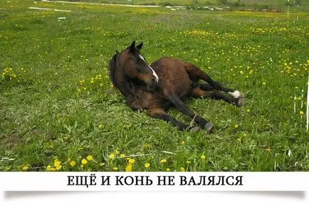 Какво означава това - конят не е в легнало
