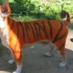 Ветеринарна клиника Umka