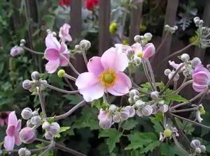 Какво да завод Anemone