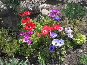 Какво да завод Anemone