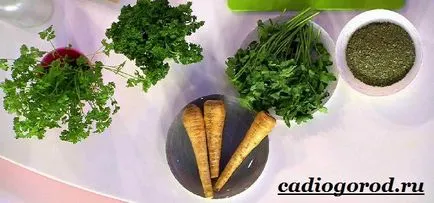 Как да се засадят магданоз