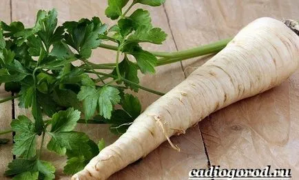 Как да се засадят магданоз
