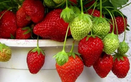 Отглеждане на ягоди в кутии Отглеждане на ягоди в кутии