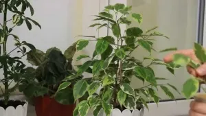 Ficus реколтата си