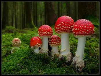 Лечение на ишиас народни средства Лечение на ишиас народни средства