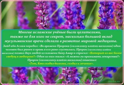 Как да използвате градински чай Как да използвате градински чай