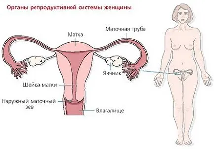 Chlamydia и бременност лечение