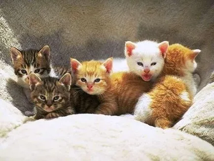Цялата истина за котки Цялата истина за котки