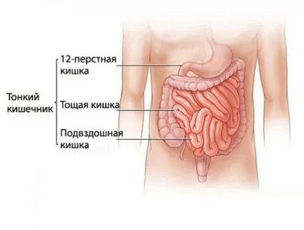 лечение заболяване на червата лечение заболяване на червата