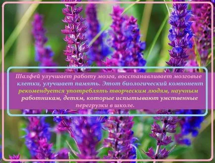 Как да използвате градински чай Как да използвате градински чай